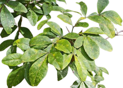 Untitled design (11)